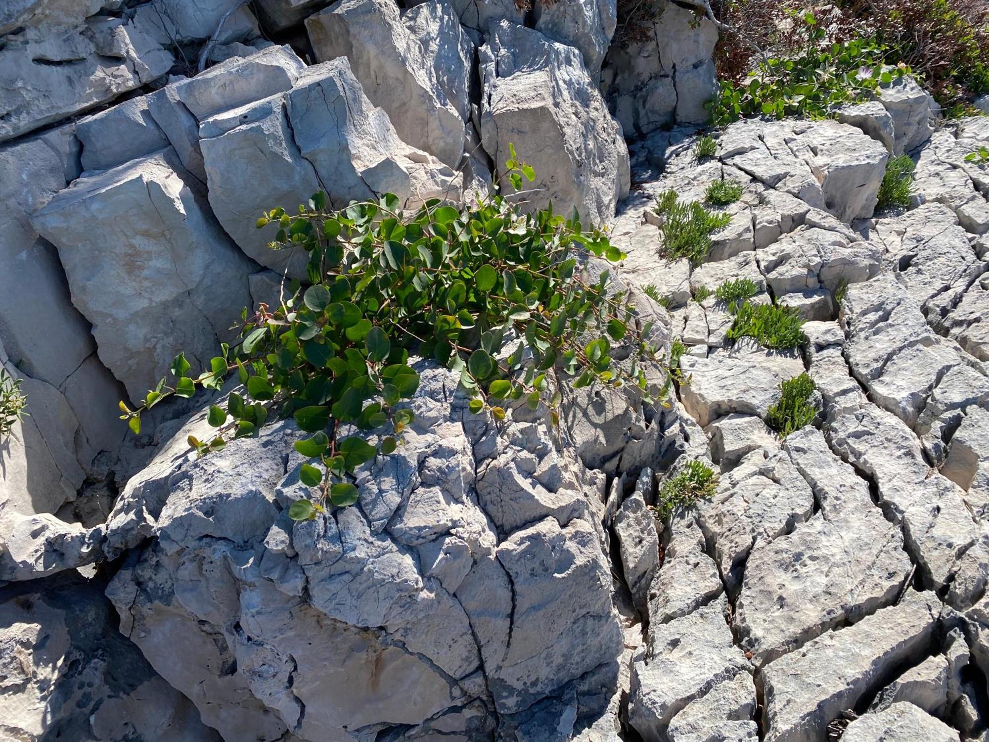Villa Terra Nostra Hvar Хвар Экстерьер фото